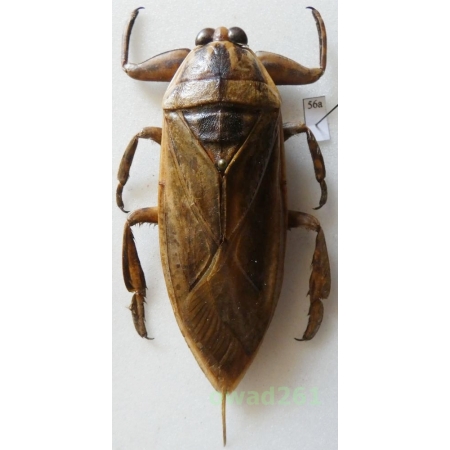 Lethocerus grandis (Linnaeus, 1758) 83mm Thailand56a